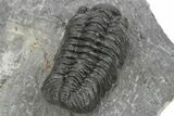 Phacopid (Adrisiops) Trilobite - Jbel Oudriss, Morocco #243892-3